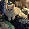 animal, boxes, cat, clutter, cozy, domestic, ears, feline, fluffy, furniture, household_items, indoor, nose_marking, pet, relaxed, resting, sitting, soft_lighting, tail, white_cat