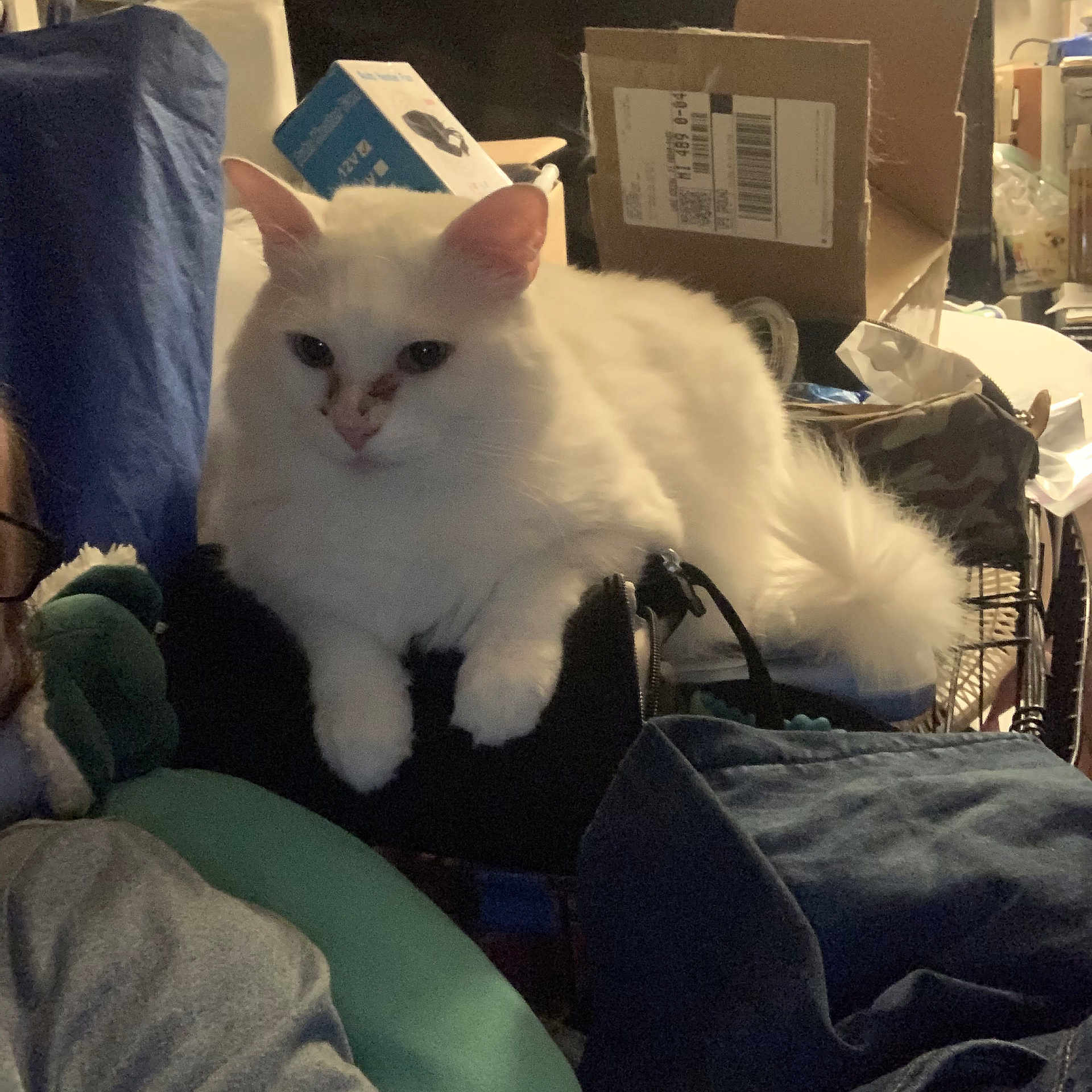 Rainn joined the competition — help win amazing prizes! animal, boxes, cat, clutter, cozy, domestic, ears, feline, fluffy, furniture, household_items, indoor, nose_marking, pet, relaxed, resting, sitting, soft_lighting, tail, white_cat