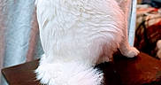 Rainn is registered to the contest to win money with this photo: animal, closeup, cozy, curious, cute, domestic_cat, ears, feline, fluffy_tail, fur, furniture, household, indoor, pet, portrait, sitting, stool, tablecloth, whiskers, white_cat