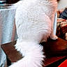 Rainn is registered to the contest to win money with this photo: animal, closeup, cozy, curious, cute, domestic_cat, ears, feline, fluffy_tail, fur, furniture, household, indoor, pet, portrait, sitting, stool, tablecloth, whiskers, white_cat