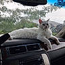 cat, white_cat, car_interior, dashboard, rain, wet_windshield, animal, pet, feline, window, nature_outside, relaxed, indoor, vehicle, fluffy, lying_down, rainy_weather, calm, domestic_cat, portrait