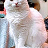Rainn is registered to the contest to win money with this photo: animal, calm, cat, closeup, cute, domestic_cat, ears, feline, fluffy, fur, household, indoor, looking_at_camera, pet, portrait, sitting, table, tail, whiskers, white_cat