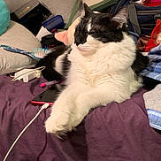 Joker is registered to the contest to win money with this photo: bed, black_and_white, blanket, cat, charging_cable, closeup, clothes, clutter, cozy, domestic_animal, fluffy, furniture, hairbrush, indoor, lying_down, pet, phone, relaxed, resting, sleeping