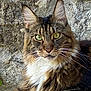animal, cat, close_up, domestic_animal, ears, feline, fur, green_eyes, long_hair, mammal, nature, outdoor, paw, pet, portrait, relaxed, resting, stone_wall, tabby, whiskers