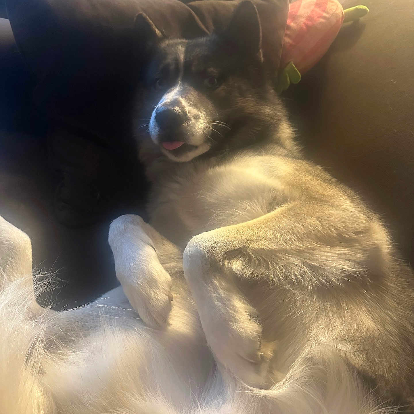 Royal Patterson joined the competition — help win amazing prizes! animal, canine, comfort, companion, couch, cozy, cute, dog, domestic, fluffy, fur, home, indoor, laying_down, pet, pillow, relaxed, resting, sleepy, tongue_out