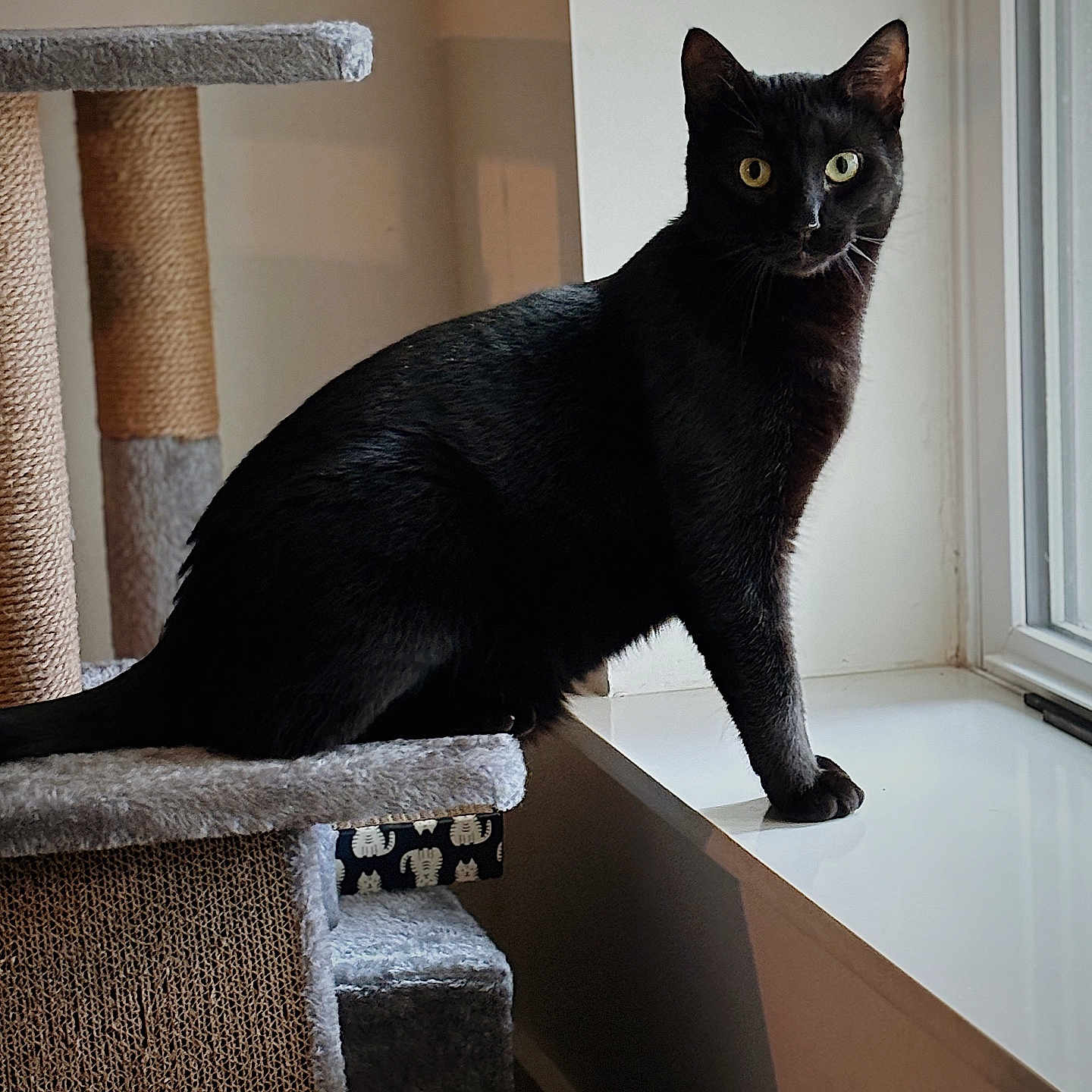 Benji is registered to the contest to win money with this photo: abyssinian, animal, armchair, blackcat, cat, chair, furniture, manx, pet, window, windowsill