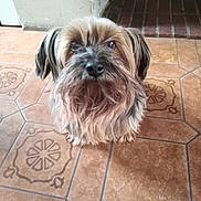 Cyane participe au concours pour gagner de l'argent avec cette photo : bolonka, canidae, carnivore, chinese_imperial_dog, companion_dog, dog, dog_breed, lhasa_apso, liver, mammal, morkie, puppy, rare_breed_dog, schnoodle, shih_tzu, small_terrier, snout, sporting_group, tibetan_terrier, vertebrate