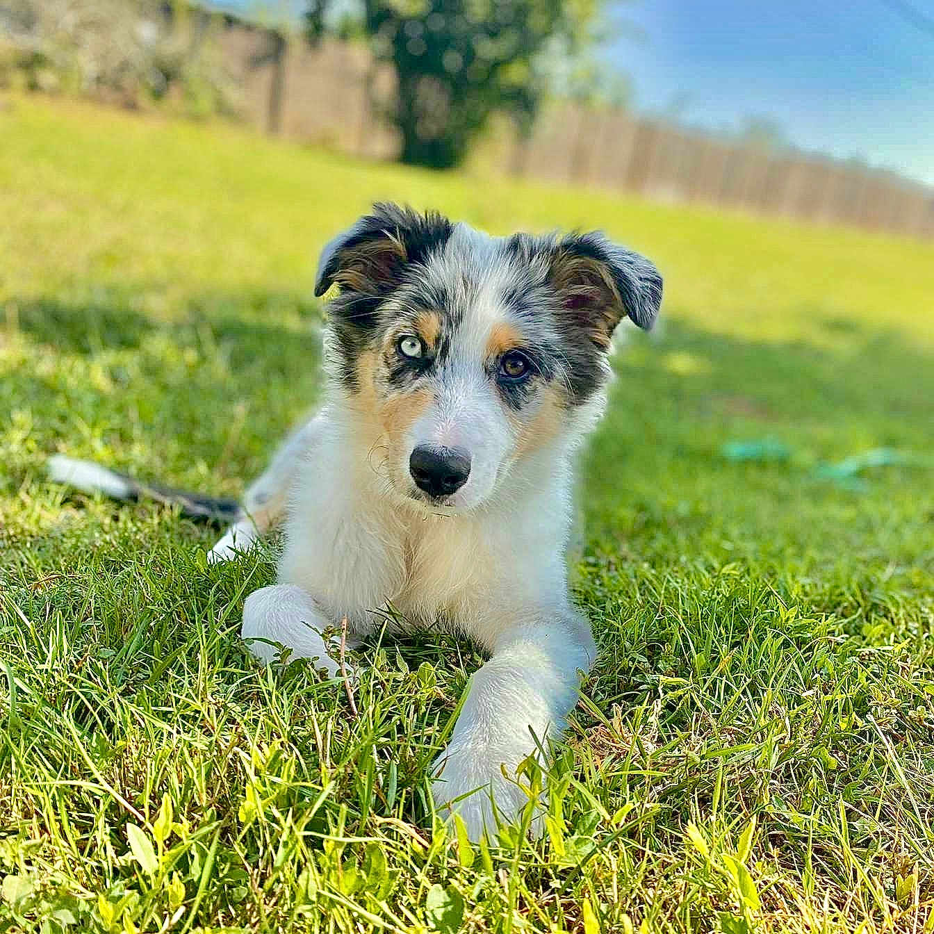 Vicky a rejoint le concours — aidez-le/la à gagner de superbes lots ! animal, ball, canine, dog, field, football, grass, lawn, nature, outdoors, pet, plant, puppy, racket, soccer, soccerball, sport, tennis, tennisracket, vegetation
