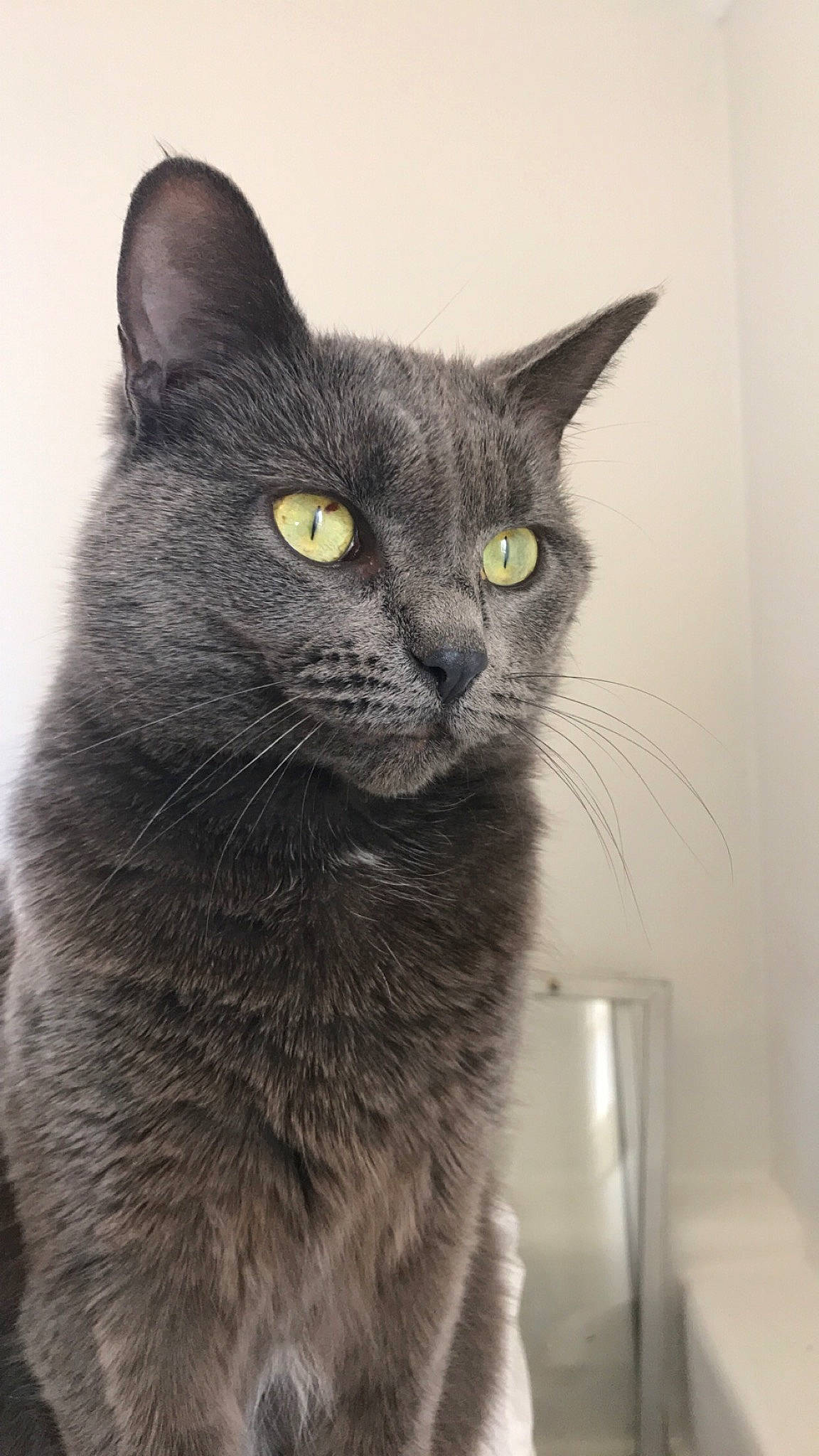 Skinny joined the competition — help win amazing prizes! asian, black_cat, british_semi_longhair, british_shorthair, burmese, carnivore, cat, chartreux, domestic_short_haired_cat, european_shorthair, felidae, korat, mammal, nebelung, russian_blue, small_to_medium_sized_cats, snout, vertebrate, whiskers