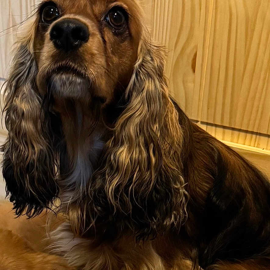 Oakley is registered to the contest to win money with this photo: dog, long_ears, brown_fur, wavy_fur, pet, animal, indoors, wooden_background, close_up, cute, calm, two_dogs, fur, portrait, companion, domestic_animal, mammal, face, snout, curly_fur