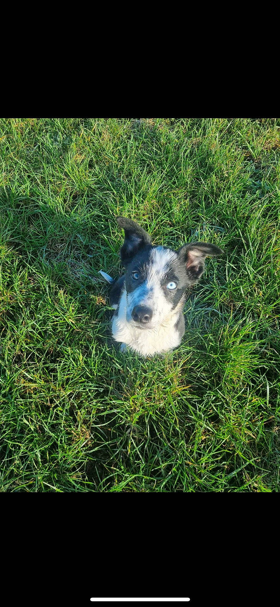 Toutatis participe au concours pour gagner de l'argent avec cette photo : canidae, carnivore, companion_dog, dog, dog_breed, grass, grassland, groundcover, meadow, non_sporting_group, pasture, plant, puppy, snout, sporting_group, tail, terrestrial_animal, terrier, whiskers, working_animal