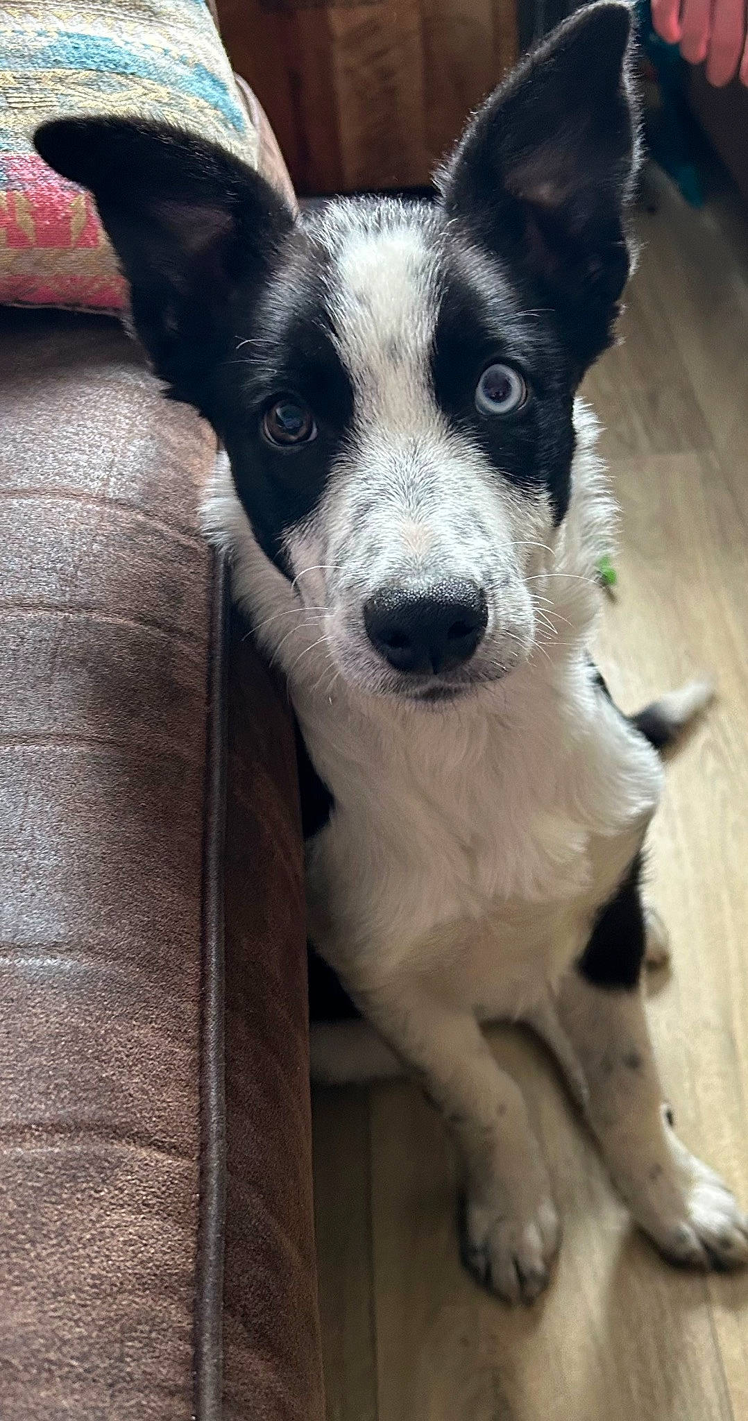 Toutatis a rejoint le concours — aidez-le/la à gagner de superbes lots ! canidae, carnivore, companion_dog, dog, dog_breed, dog_collar, door, fawn, fur, hardwood, herding_dog, snout, sporting_group, square, tail, texas_heeler, whiskers, wood, working_animal, working_dog