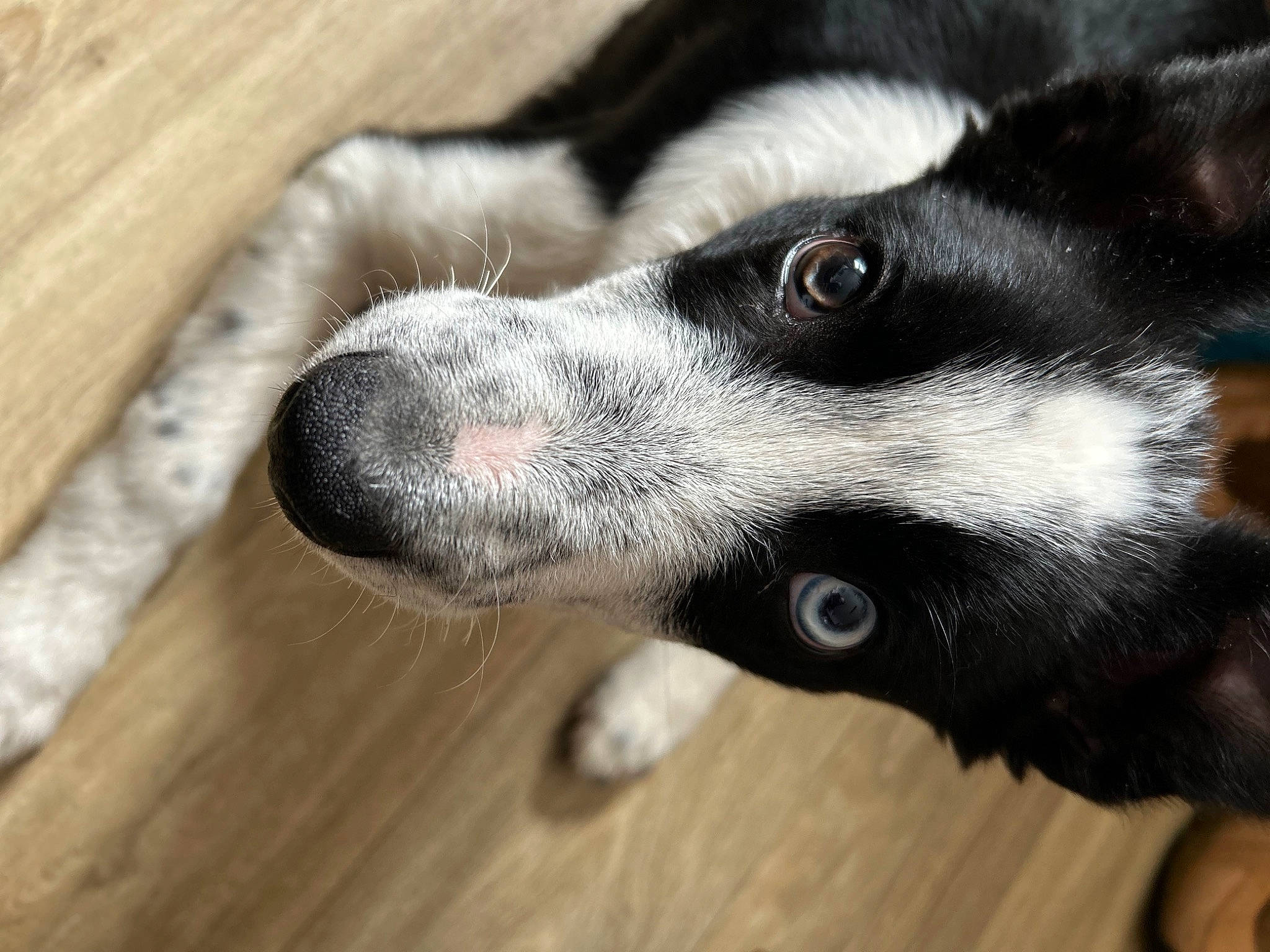 Toutatis a rejoint le concours — aidez-le/la à gagner de superbes lots ! borador, canidae, carnivore, companion_dog, dog, dog_breed, flooring, fur, hardwood, paw, plank, snout, sporting_group, varnish, whiskers, wood, wood_flooring, wood_stain, working_animal, working_dog