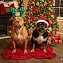 black_and_tan_dog, brown_dog, christmas_tree, decorations, dog, festive, fireplace, floor, gift, holiday, holiday_lights, indoor, ornament, present, red_blanket, reindeer_ears, santa_hat, stocking, two_dogs, wood_floor