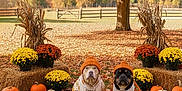 Bittens joined the competition — help win amazing prizes! autumn, beanie, chrysanthemum, costume, cute, dog, fall_leaves, fence, festive, flower_pot, grass, hay_bale, leaf_litter, nature, orange_tree, outdoor, pet_clothing, portrait, pumpkin, seasonal