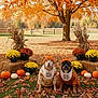 autumn, beanie, chrysanthemum, costume, cute, dog, fall_leaves, fence, festive, flower_pot, grass, hay_bale, leaf_litter, nature, orange_tree, outdoor, pet_clothing, portrait, pumpkin, seasonal