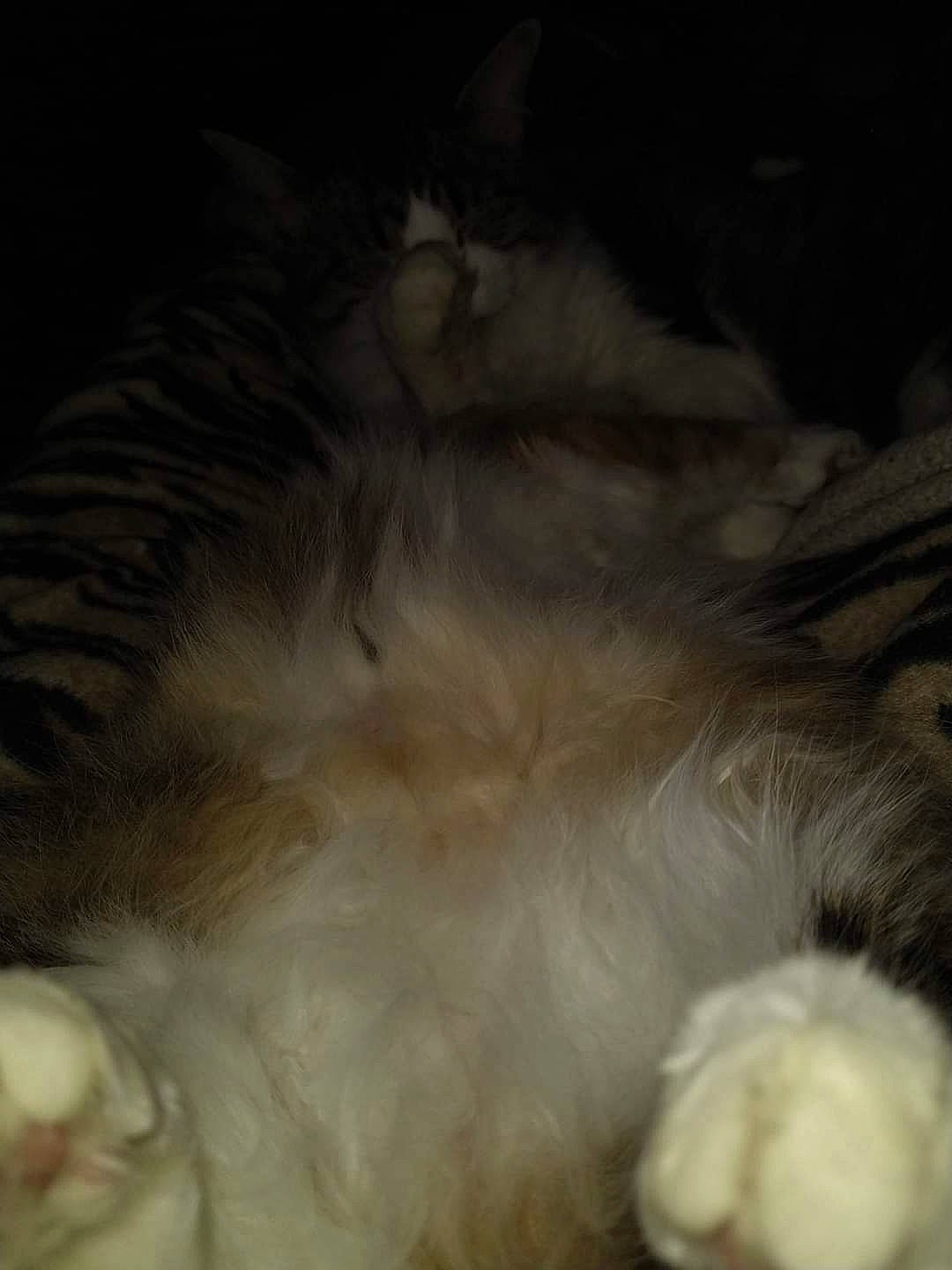 Kaykay joined the competition — help win amazing prizes! canidae, carnivore, cat, claw, companion_dog, darkness, dog_breed, ear, fawn, felidae, fur, nap, paw, sleep, small_to_medium_sized_cats, snout, sporting_group, tail, whiskers