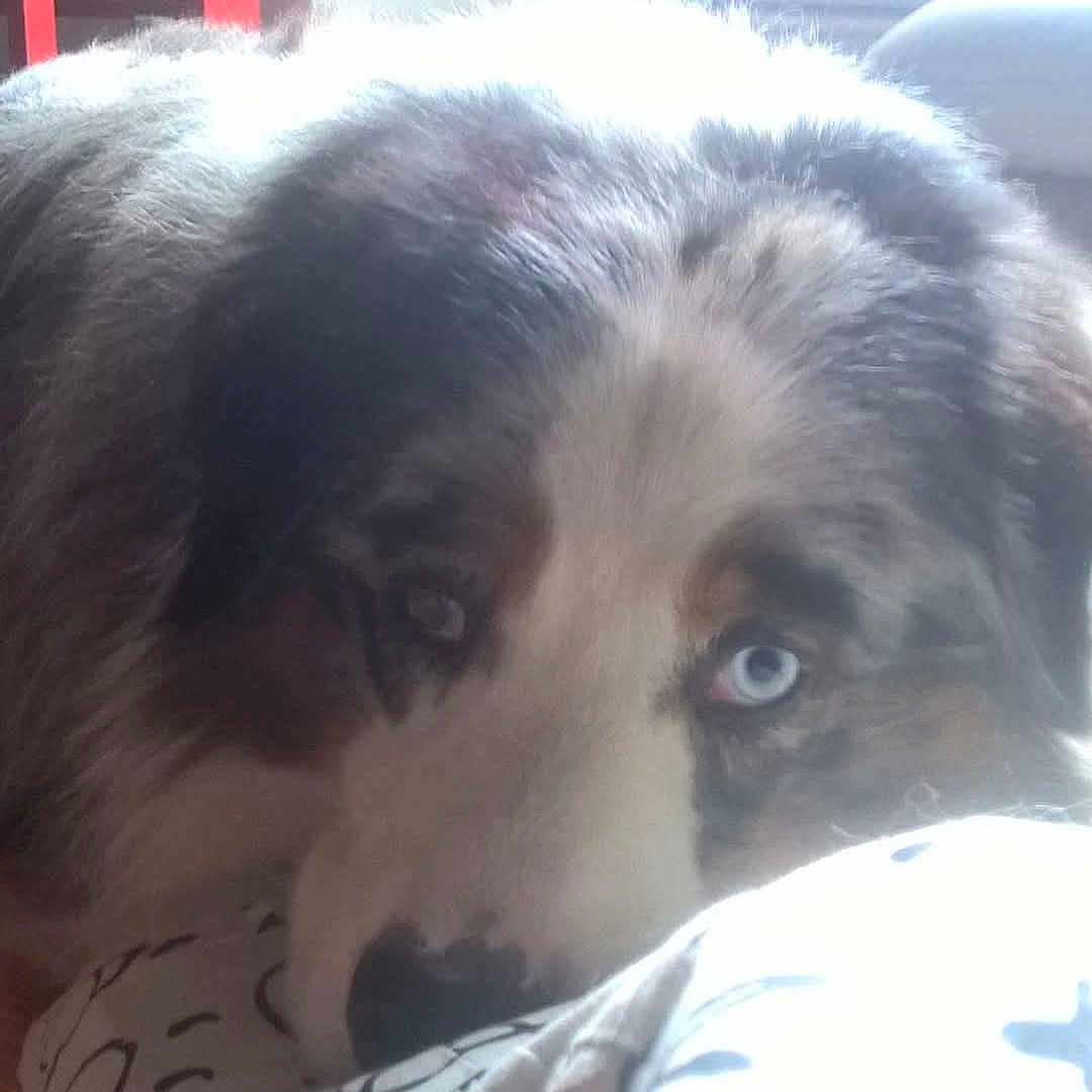 Nuny a rejoint le concours — aidez-le/la à gagner de superbes lots ! animal, blue_eyes, canine, close_up, cozy, cute, dog, domestic_animal, face, fluffy, fur, indoors, lying_down, patterned_pillow, pet, portrait, relaxed, resting, sleepy, soft_light