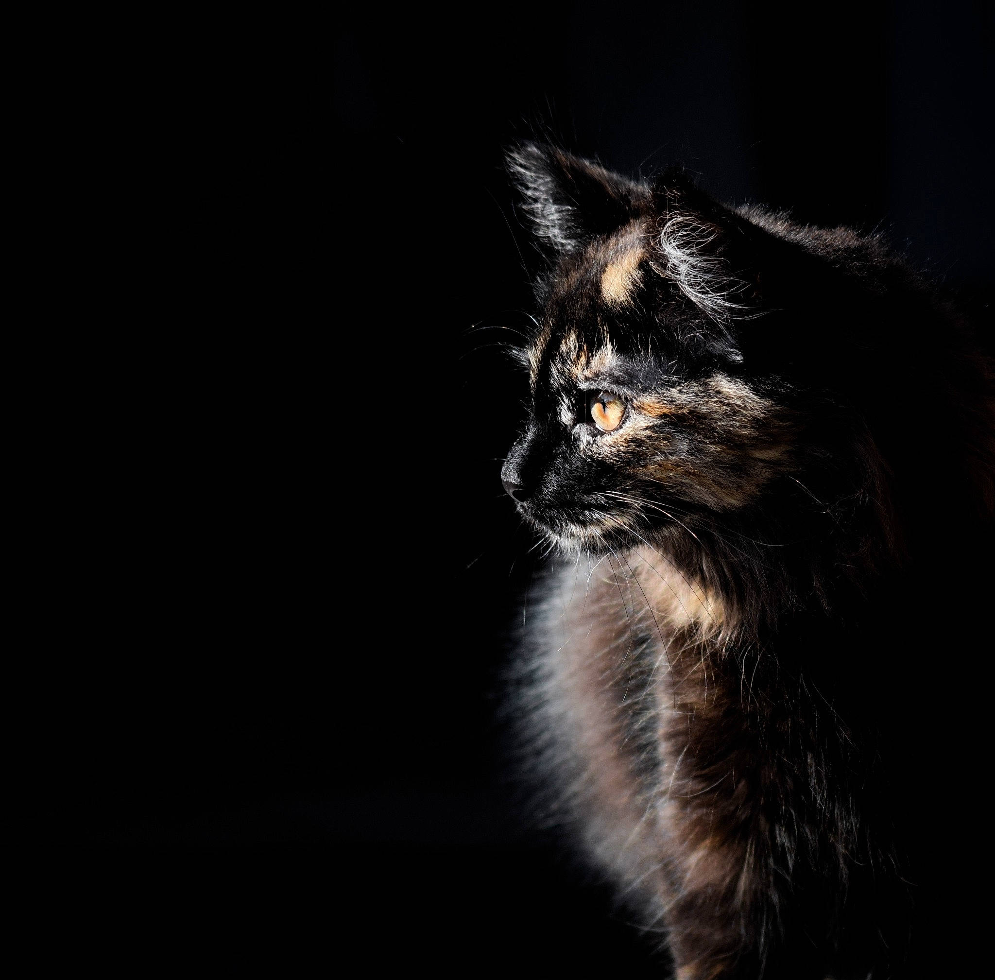 Jessie is registered to the contest to win money with this photo: black_cat, carnivore, cat, darkness, domestic_short_haired_cat, felidae, flash_photography, fur, macro_photography, midnight, night, sky, small_to_medium_sized_cats, snout, tail, terrestrial_animal, water, whiskers, wildlife, wood