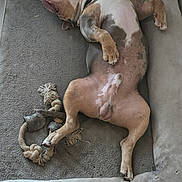 Trichoco participe au concours pour gagner de l'argent avec cette photo : animal, brown, canine, companion, cozy, cute, dog, dog_bed, domestic, floor, furniture, indoor, laying_down, paw, pet, relaxed, resting, rope_toy, sleeping, white