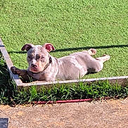 Trichoco participe au concours pour gagner de l'argent avec cette photo : attentive, canine, collar, concrete, dog, ears, face, grass, greenery, lawn, lying_down, outdoor, paws, pet, pitbull, relaxed, shadow, sunny, wooden_border, yard
