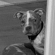 Trichoco participe au concours pour gagner de l'argent avec cette photo : dog, indoor, pet, bed, corner, black_and_white, animal, collar, curious, resting, portrait, canine, soft_texture, quiet, companion, looking, ears, nose, furniture, home