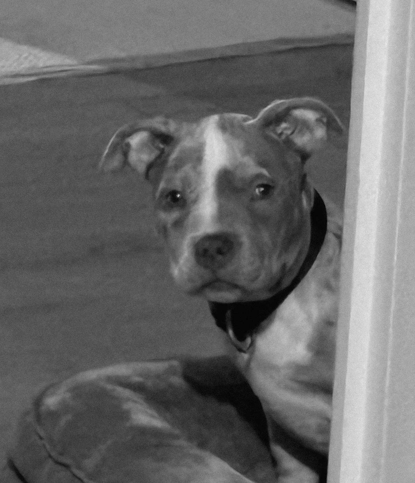 Trichoco participe au concours pour gagner de l'argent avec cette photo : dog, indoor, pet, bed, corner, black_and_white, animal, collar, curious, resting, portrait, canine, soft_texture, quiet, companion, looking, ears, nose, furniture, home