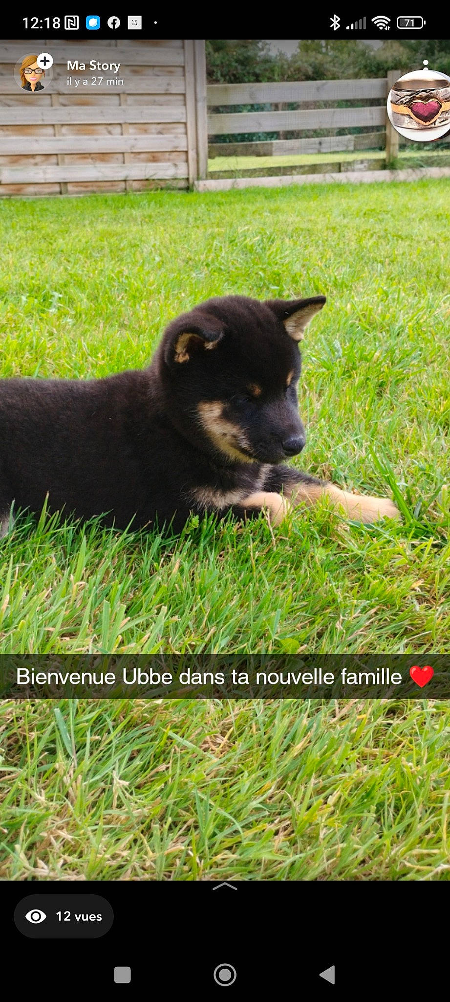 Ubbe a rejoint le concours — aidez-le/la à gagner de superbes lots ! bombay, canidae, carnivore, dog_breed, felidae, fur, grass, grass_family, grassland, groundcover, hierochloe, pasture, plant, prairie, snout, sporting_group, terrestrial_animal, tree, whiskers, working_animal