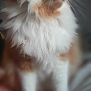 Zouzou a rejoint le concours — aidez-le/la à gagner de superbes lots ! cat, orange_cat, white_fur, fluffy, pet, animal, indoor, portrait, feline, whiskers, closeup, soft_focus, majestic, sitting, cute, domestic_cat, fur, cute_pet, mammal, companion