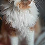 cat, orange_cat, white_fur, fluffy, pet, animal, indoor, portrait, feline, whiskers, closeup, soft_focus, majestic, sitting, cute, domestic_cat, fur, cute_pet, mammal, companion