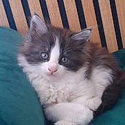 Mozart a rejoint le concours — aidez-le/la à gagner de superbes lots ! animal, cat, cozy, curious, cushion, cute, feline, fluffy, gray, indoor, kitten, pet, portrait, relaxed, resting, small, teal, white, wood, young