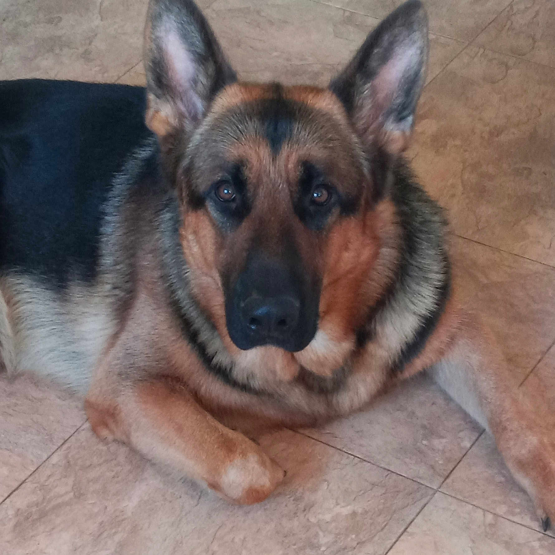 Forrest Gump Jr is registered to the contest to win money with this photo: alert, animal, black, brown, canine, companion, dog, domestic_animal, ears, floor, fur, german_shepherd, indoor, looking, lying_down, mammal, pet, portrait, resting, tile