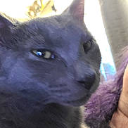 Sugar Bear is registered to the contest to win money with this photo: animal, blurry, cat, close_range, close_up, companion, cozy, cute, domestic_animal, face, feline, fur, glasses, gray_cat, indoor, person, pet, portrait, purple_hair, whiskers