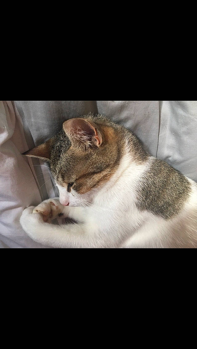 Oli a rejoint le concours — aidez-le/la à gagner de superbes lots ! carnivore, cat, cloud, comfort, domestic_short_haired_cat, ear, eye, felidae, fur, love, metal, nap, paw, photo_caption, sky, small_to_medium_sized_cats, snout, square, tail, whiskers