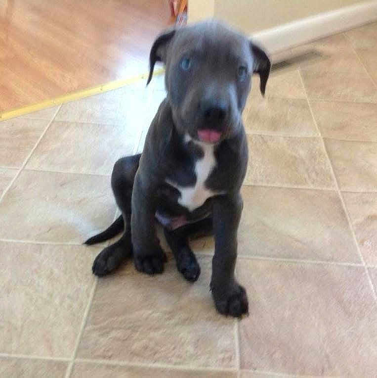 Bullet
