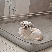 Izzy a rejoint le concours — aidez-le/la à gagner de superbes lots ! animal, beige, comfort, cozy, cushion, decor, dog, floor, flower_design, fur, indoor, looking, pet, pipe, relaxed, resting, small_dog, tile, wall, white