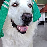 Paco a rejoint le concours — aidez-le/la à gagner de superbes lots ! dog, white_dog, towel, indoor, floor, happy, tongue_out, pet, canine, fur, smiling, sitting, house, home, tile_floor, chair, kitchen, domestic, portrait, animal