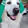 dog, white_dog, towel, indoor, floor, happy, tongue_out, pet, canine, fur, smiling, sitting, house, home, tile_floor, chair, kitchen, domestic, portrait, animal