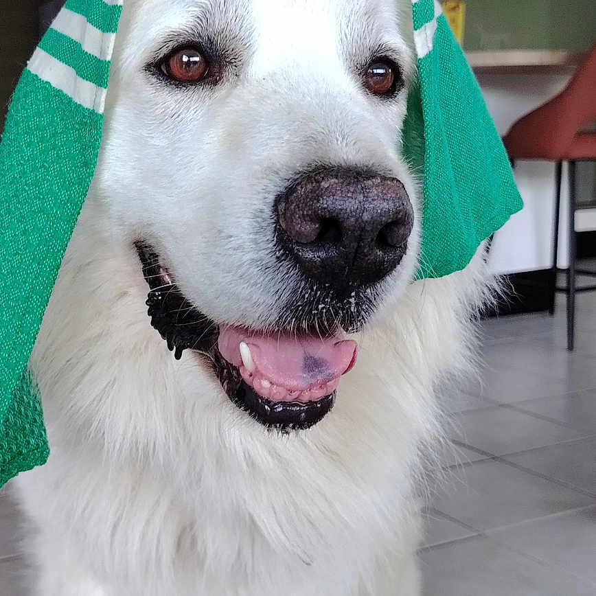 Paco a rejoint le concours — aidez-le/la à gagner de superbes lots ! dog, white_dog, towel, indoor, floor, happy, tongue_out, pet, canine, fur, smiling, sitting, house, home, tile_floor, chair, kitchen, domestic, portrait, animal
