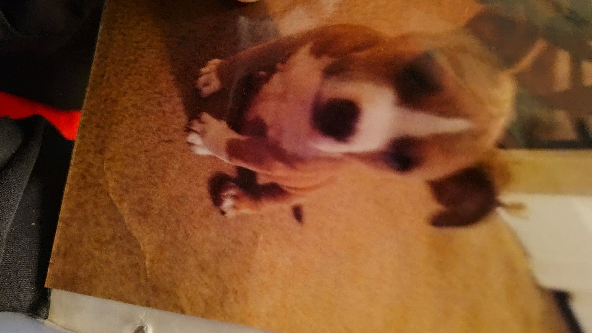 Duke is registered to the contest to win money with this photo: canidae, carnivore, cloud, companion_dog, dog, dog_breed, fawn, felidae, floor, flooring, fur, hardwood, paw, small_to_medium_sized_cats, snout, sporting_group, tail, whiskers, wood, working_animal