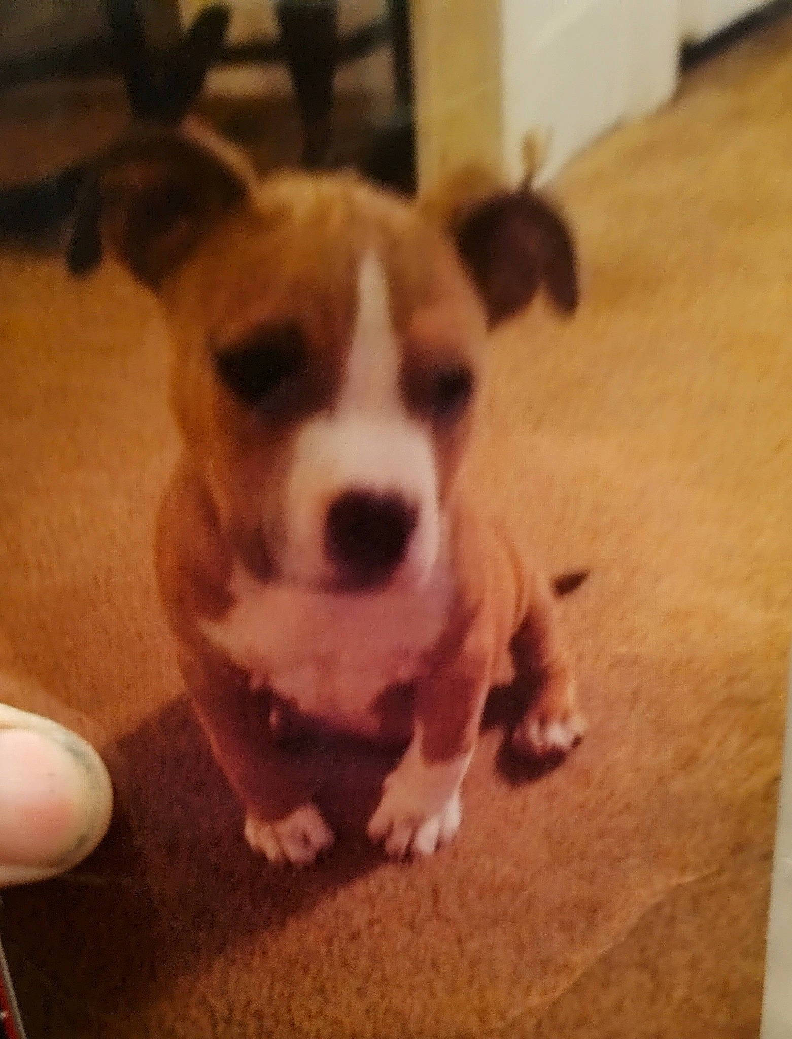 Duke is registered to the contest to win money with this photo: canidae, carnivore, companion_dog, dog, dog_breed, fawn, flooring, fur, hardwood, mouse, paw, puppy_love, snout, sporting_group, square, tail, toy_dog, whiskers, wood, working_animal