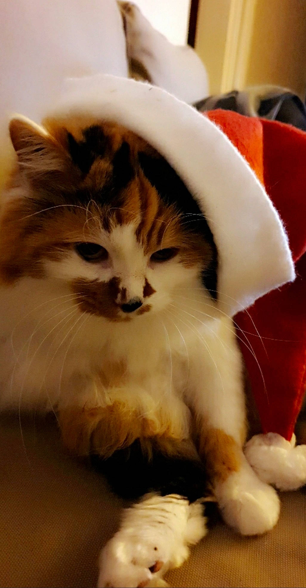 Sultane a rejoint le concours — aidez-le/la à gagner de superbes lots ! carnivore, cat, claw, comfort, companion_dog, domestic_short_haired_cat, fawn, felidae, fur, paw, photo_caption, small_to_medium_sized_cats, snout, tail, terrestrial_animal, whiskers, window