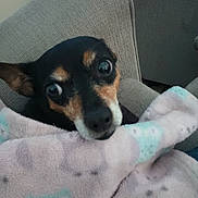 Nina joined the competition — help win amazing prizes! dog, blanket, chair, pet, cozy, indoor, fur, small_dog, snuggled, resting, cute, animal, domestic_animal, comfort, looking, face, ears, eyes, black, tan