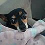 dog, blanket, chair, pet, cozy, indoor, fur, small_dog, snuggled, resting, cute, animal, domestic_animal, comfort, looking, face, ears, eyes, black, tan