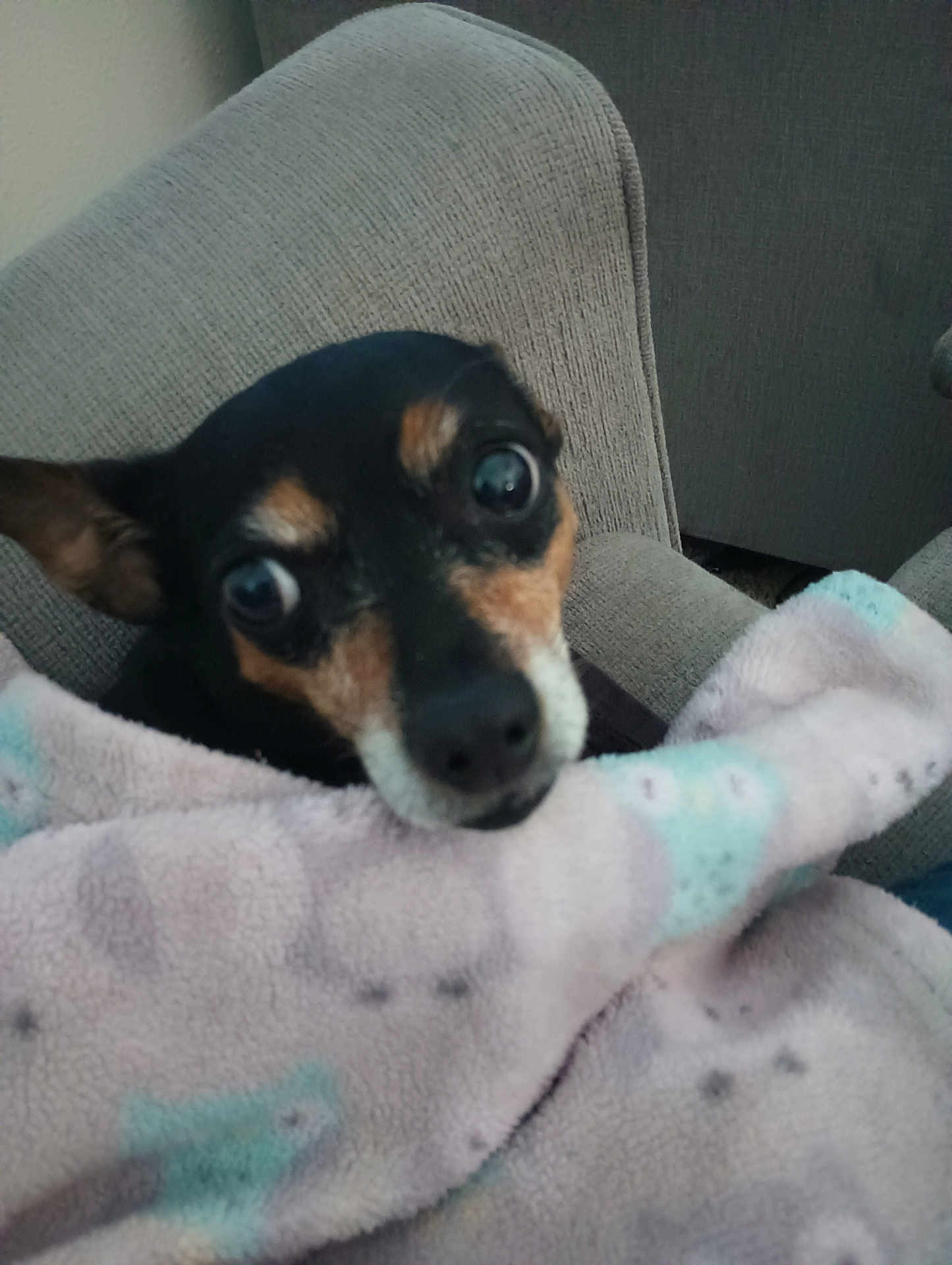 Nina joined the competition — help win amazing prizes! dog, blanket, chair, pet, cozy, indoor, fur, small_dog, snuggled, resting, cute, animal, domestic_animal, comfort, looking, face, ears, eyes, black, tan