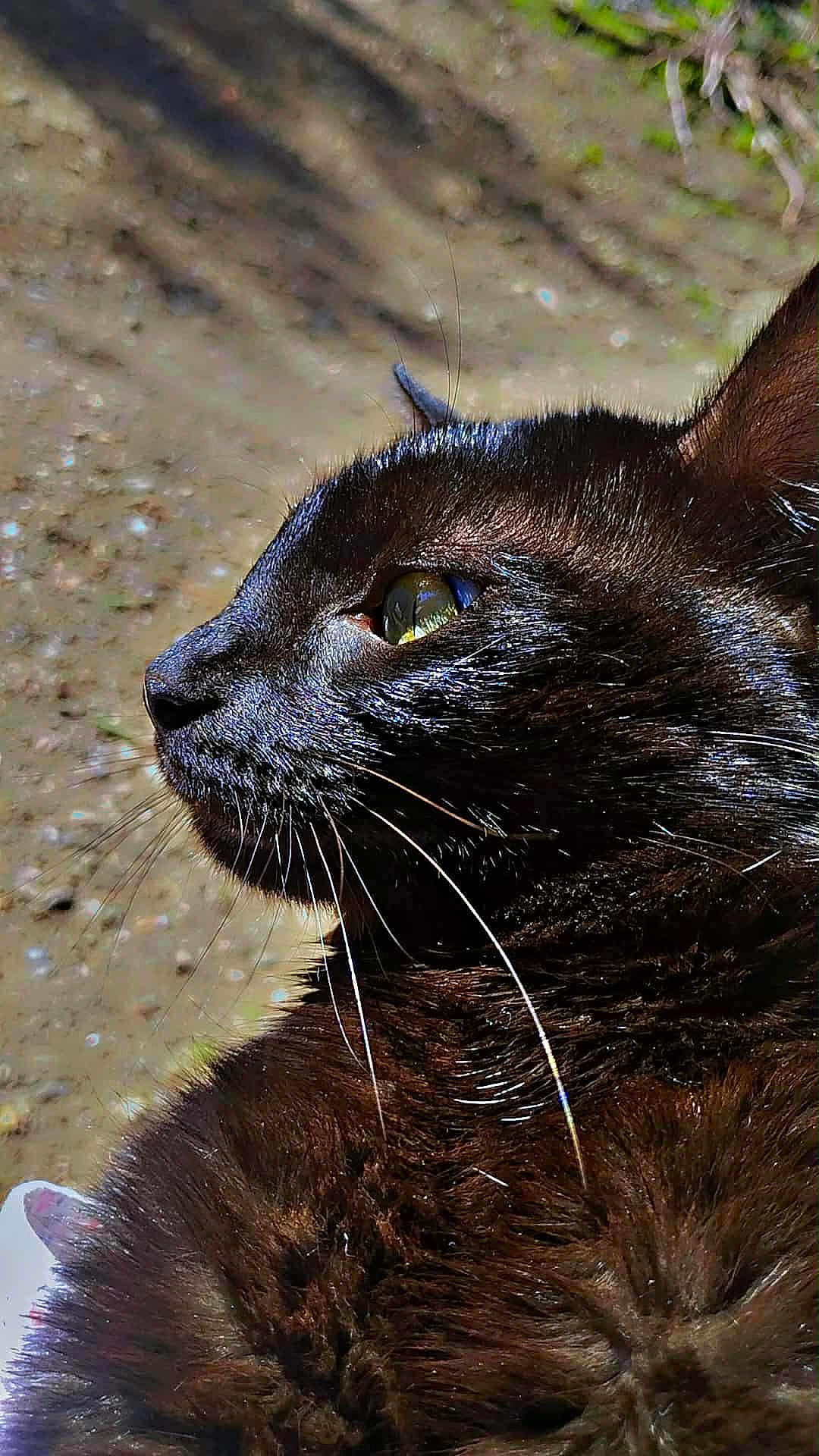 Enzo
