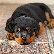 Alpha participe au concours pour gagner de l'argent avec cette photo : puppy, rottweiler, dog, lying_down, floor, tile, pattern, pet, animal, cute, closeup, face, fur, black, brown, young, domestic_animal, portrait, indoors, resting