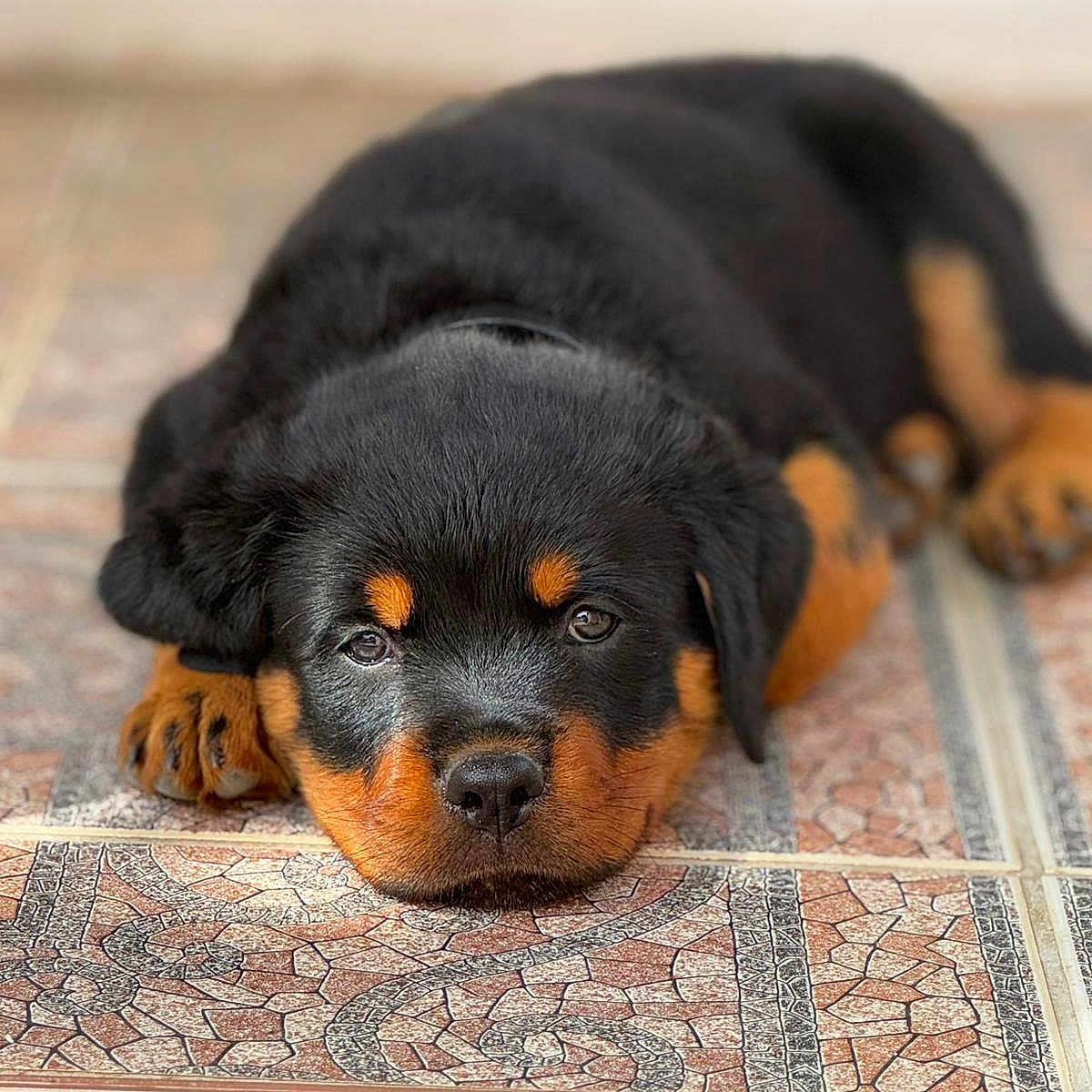 Alpha participe au concours pour gagner de l'argent avec cette photo : animal, black, brown, closeup, cute, dog, domestic_animal, face, floor, fur, indoors, lying_down, pattern, pet, portrait, puppy, resting, rottweiler, tile, young