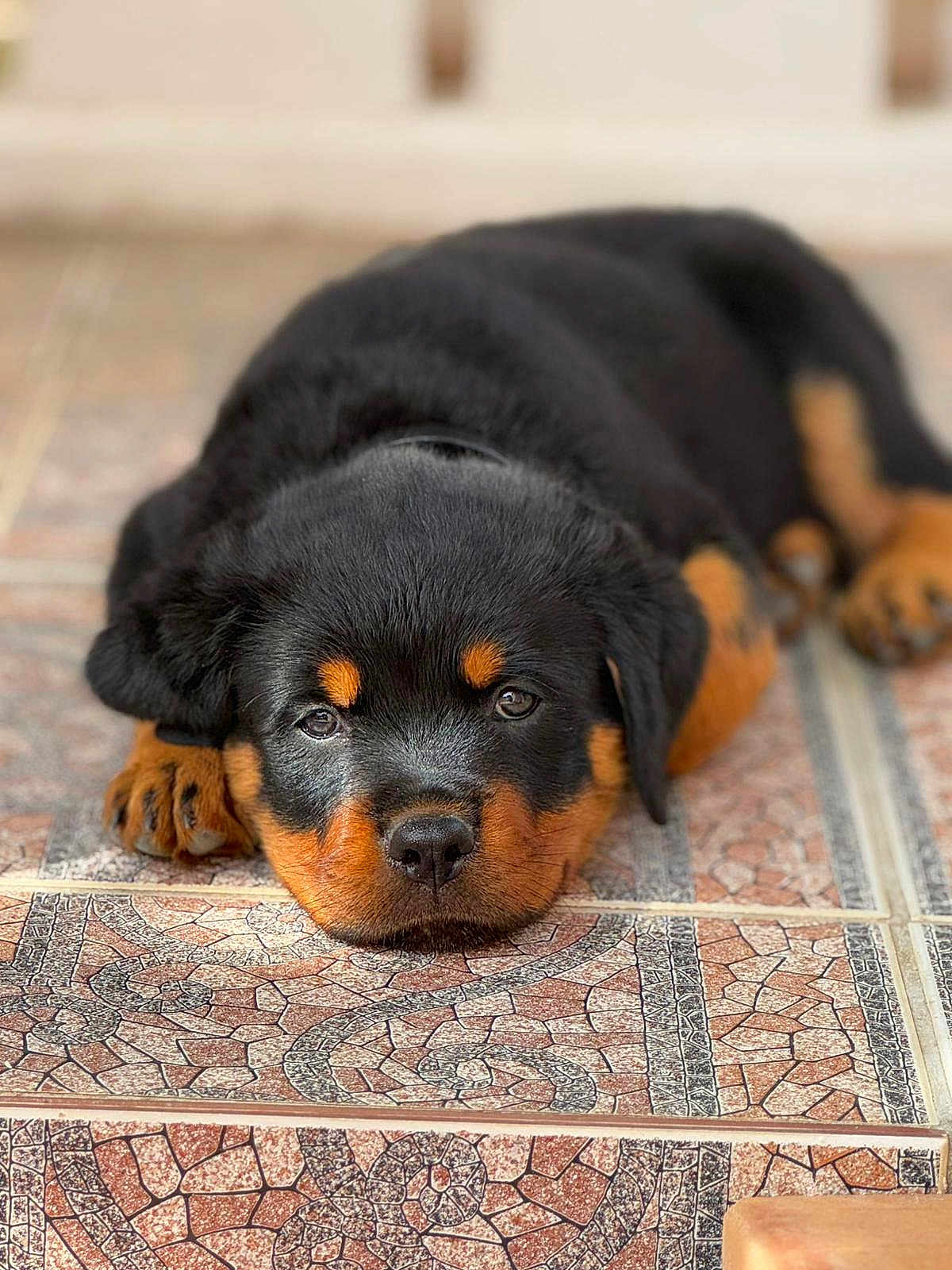 Alpha participe au concours pour gagner de l'argent avec cette photo : puppy, rottweiler, dog, lying_down, floor, tile, pattern, pet, animal, cute, closeup, face, fur, black, brown, young, domestic_animal, portrait, indoors, resting