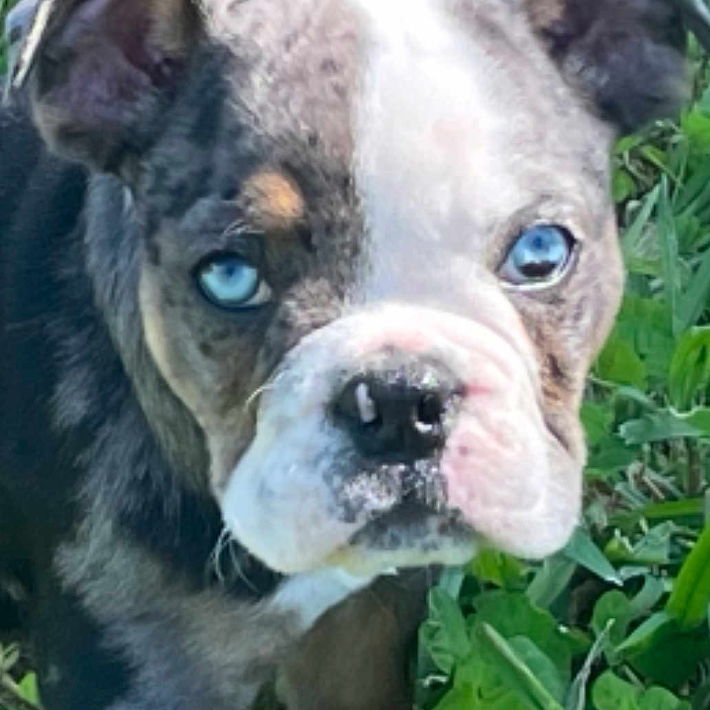 Bella